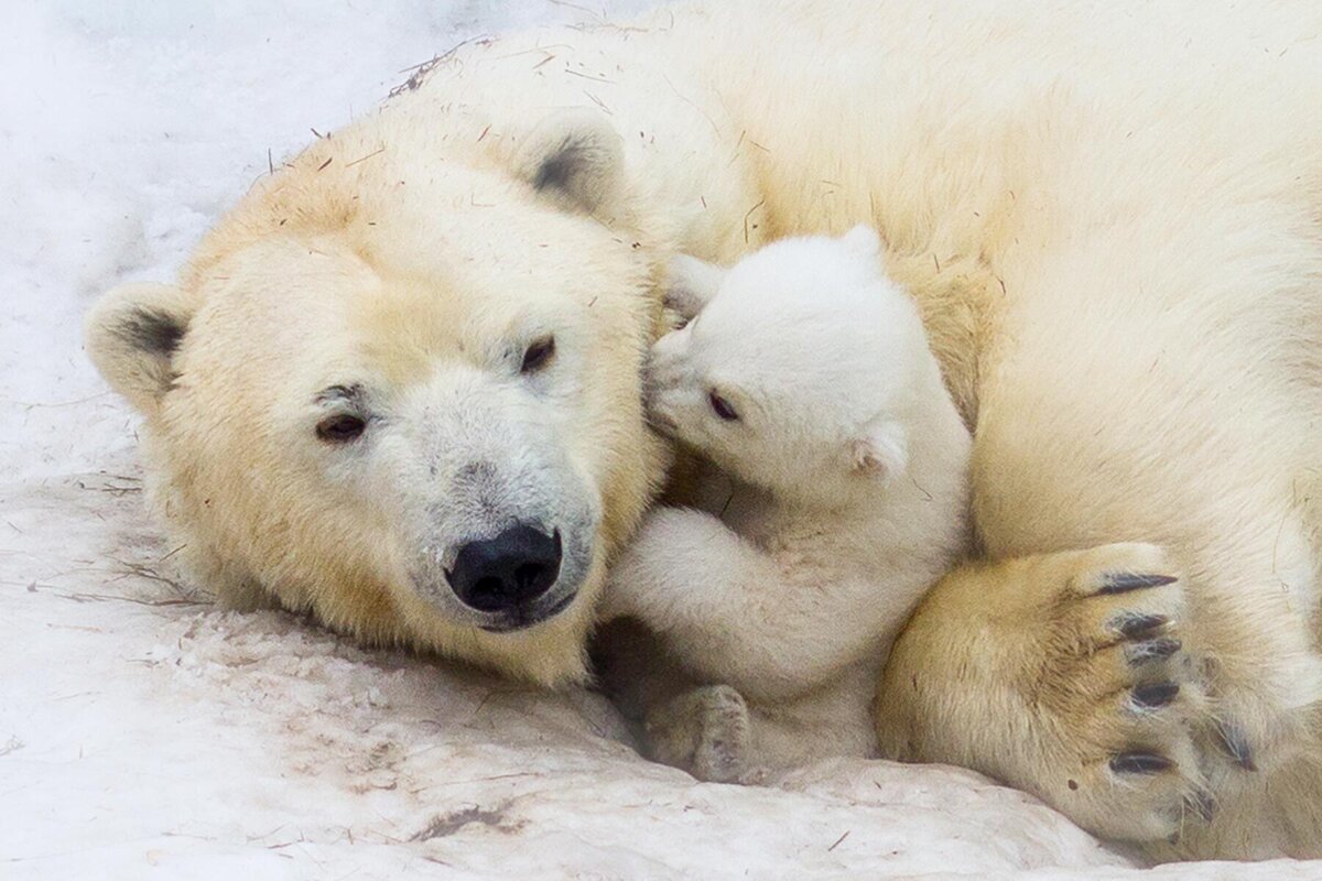 Image of Arctic Animals!