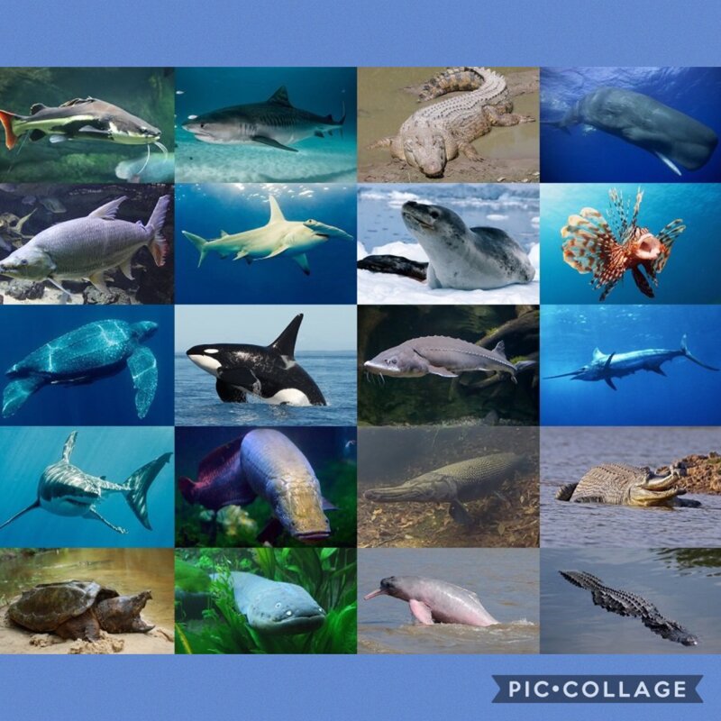 Image of Aquatic predators! (2)