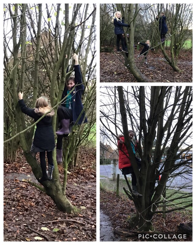 Image of We love climbing trees!