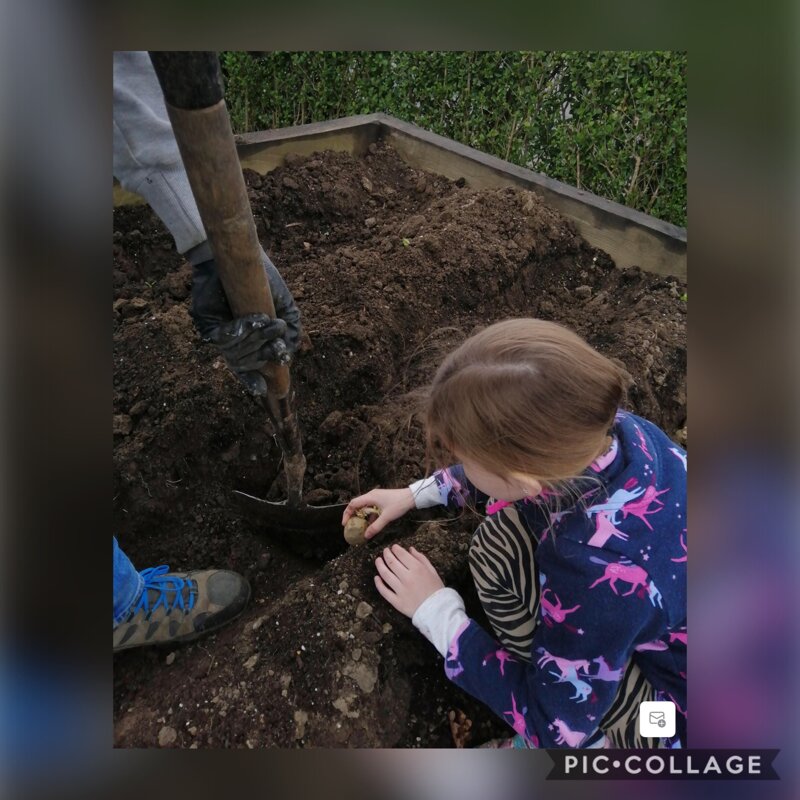 Image of Planting potatoes...