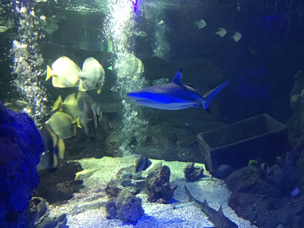 Image of Out Trip to the Sea Life Centre