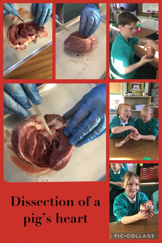 Image of Heart Dissection! 