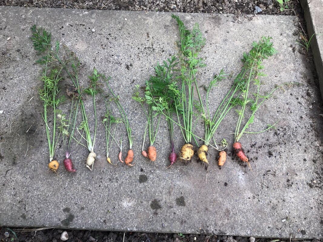 Image of Rainbow Carrots