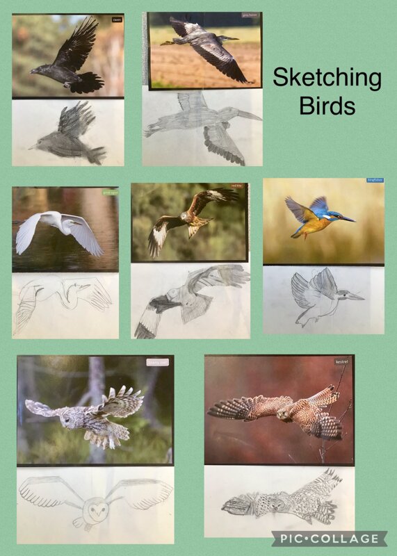Image of Bird Sketches