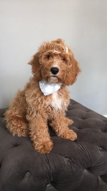Image of Hi, I'm Toby. I'm the Roseberry family dog!