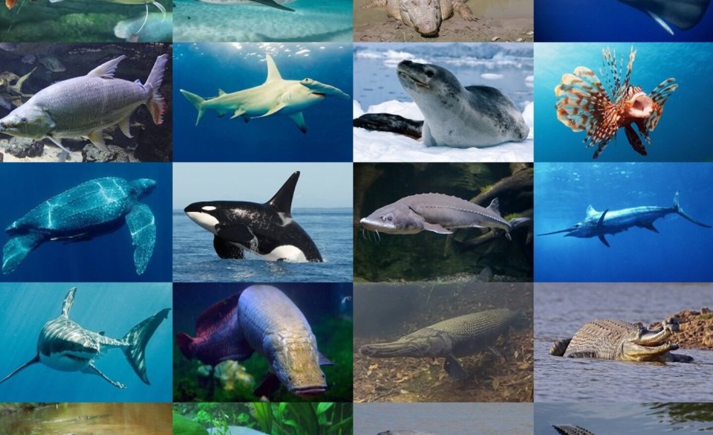 Image of Aquatic predators! (2)