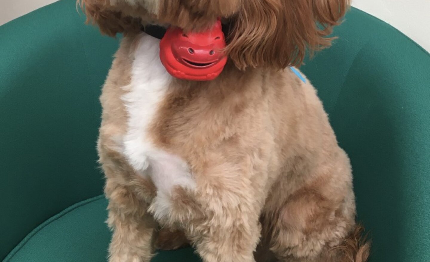 Image of Even Toby had a red nose today!
