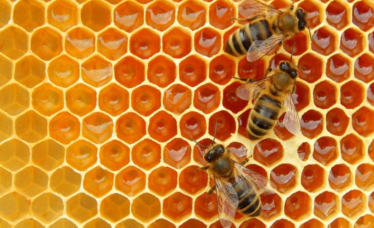 Image of Bees are amazing!